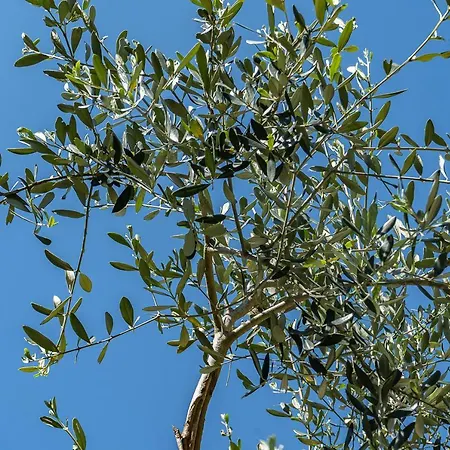 Exclusive With Pool Borgo Pian Di Sala San Gimignano